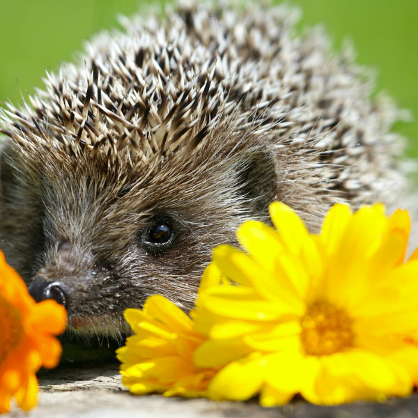 Hedgehog Houses, Feeders & Accessories Hedgehog Houses, Feeders & Accessories