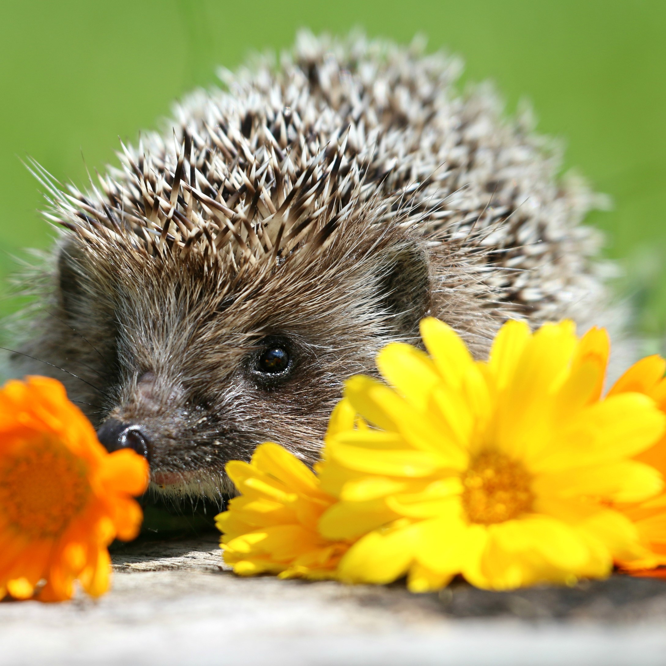 Love our hedgehogs